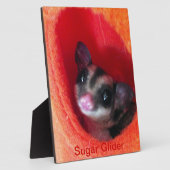 Zuckerglänzer in Orange-Hängepflanze Fotoplatte (Seite)