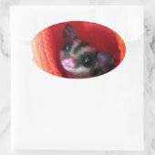 Zuckerglänzer in Orange-Hängepflanze Ovaler Aufkleber (Tasche)