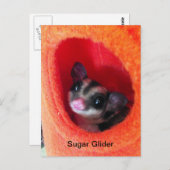 Zuckerglänzer in Orange-Hängepflanze Postkarte (Vorne/Hinten)