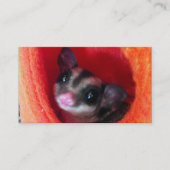 Zuckerglänzer in Orange-Hängepflanze Visitenkarte (Vorderseite)