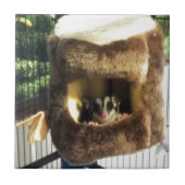 Zuckergrüber in Furry Tree Truck Hängebett Fliese (Vorderseite)