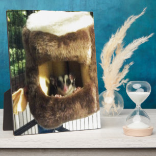 Zuckergrüber in Furry Tree Truck Hängebett Fotoplatte