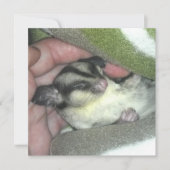 Zuckerkäfer schlafen in Blanket Einladung (Vorderseite)