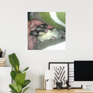 Zuckerkäfer schlafen in Blanket Poster