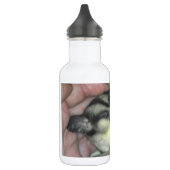 Zuckerkäfer schlafen in Blanket Trinkflasche (Links)