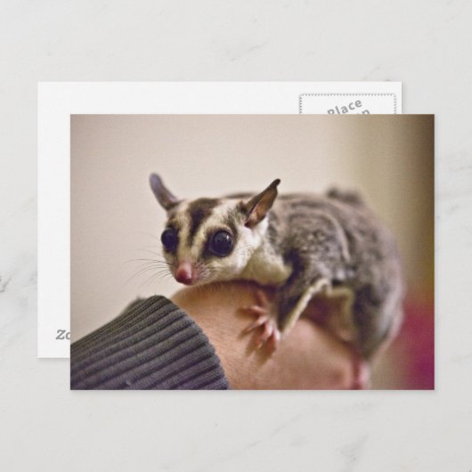 Zuckerkarte Postkarte (Vorne/Hinten)