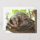 Zuckerkleidung Postkarte (Vorne/Hinten)