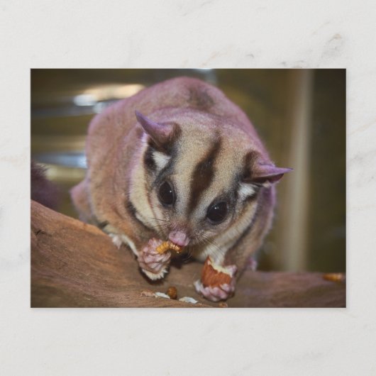 Zuckerklemme, die Würmer essen Postkarte (Vorderseite)