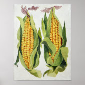 Zuckermais 2013 poster (Vorne)