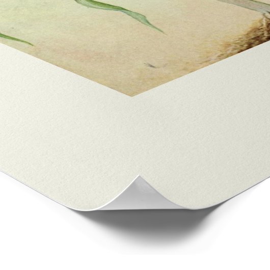 Zuckermais Poster (Ecke)