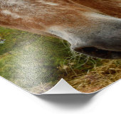 "Zuckerrohr: Die Gnade der Appaloosa" Fotodruck (Ecke)