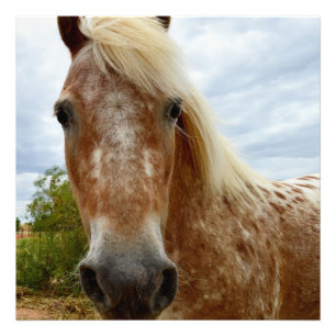 "Zuckerrohr: Die Gnade der Appaloosa" Fotodruck