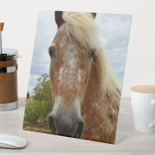 "Zuckerrohr: Die Gnade der Appaloosa" Sockelschild