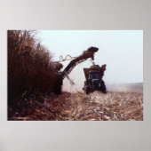 Zuckerrohrernte Poster (Vorne)