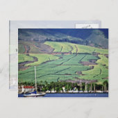 Zuckerrohrfelder - Lahaina, Maui Postkarte (Vorne/Hinten)