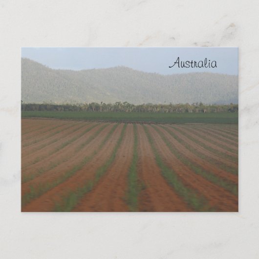 Zuckerrohrfelder — Queensland, Australien Postkarte (Vorderseite)