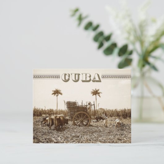 Zuckerrohrplantage in Kuba Postkarte (Stehend Vorderseite)