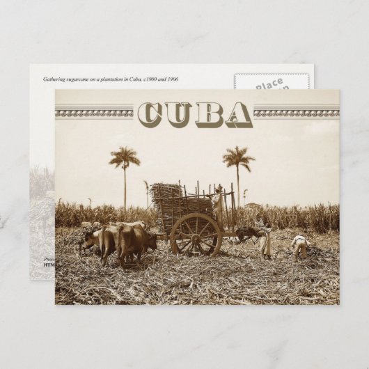 Zuckerrohrplantage in Kuba Postkarte (Vorne/Hinten)
