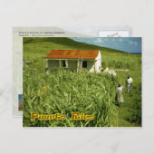Zuckerrohrplantage, Puerto Rico Postkarte (Vorne/Hinten)