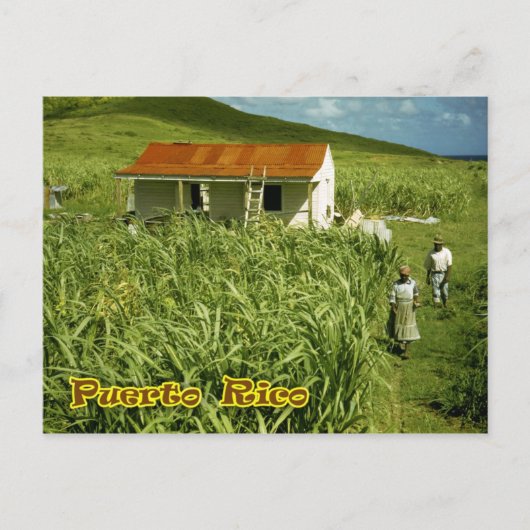 Zuckerrohrplantage, Puerto Rico Postkarte (Vorderseite)