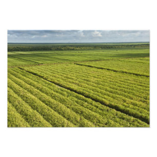 Zuckerrohrplantagen, Guyana Fotodruck