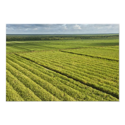 Zuckerrohrplantagen, Guyana Fotodruck (Vorne)