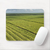 Zuckerrohrplantagen, Guyana Mousepad (Mit Mouse)