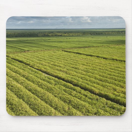 Zuckerrohrplantagen, Guyana Mousepad (Vorne)