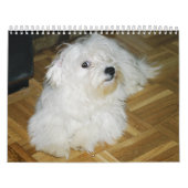 Zuckerwatte Kalender (Titelbild)