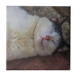 Zufriedene Katze, die zurück auf ihr schläft Fliese