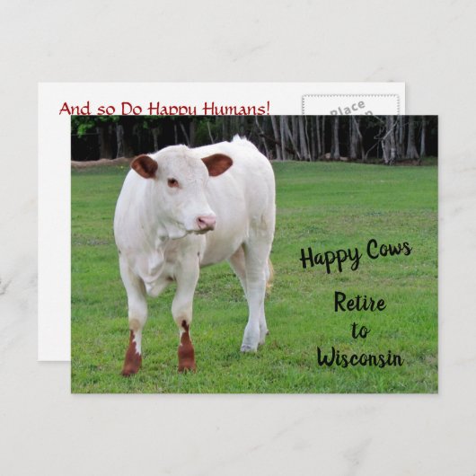 Zufriedene Kühe Neue Adresse / Änderung der Adress Ankündigungspostkarte (Vorne/Hinten)