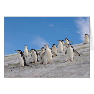 Zügelpinguine   Pygoscelis Antarctica