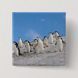 Zügelpinguine   Pygoscelis Antarctica Button