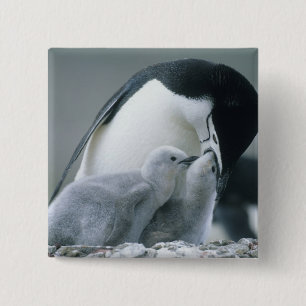 Zügelpinguine, Pygoscelis antarctica), Button