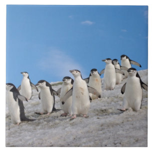 Zügelpinguine   Pygoscelis Antarctica Fliese