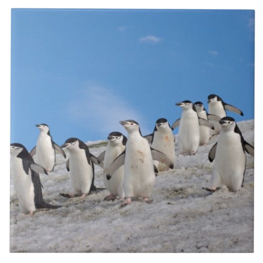 Zügelpinguine | Pygoscelis Antarctica Fliese (Vorderseite)