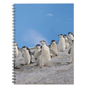 Zügelpinguine   Pygoscelis Antarctica Notizblock