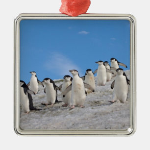 Zügelpinguine   Pygoscelis Antarctica Ornament Aus Metall