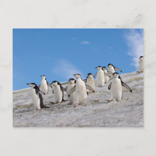 Zügelpinguine Pygoscelis Antarctica Postkarte