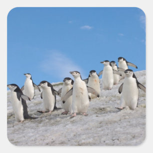 Zügelpinguine   Pygoscelis Antarctica Quadratischer Aufkleber
