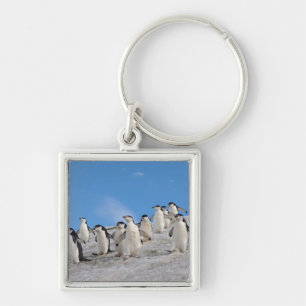Zügelpinguine   Pygoscelis Antarctica Schlüsselanhänger