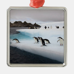 Zügelpinguine Silbernes Ornament