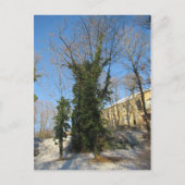 Zugewachsener Baum Postkarte (Vorderseite)