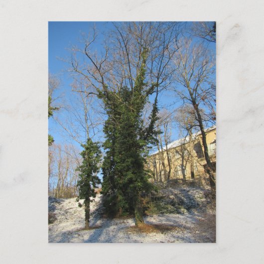 Zugewachsener Baum Postkarte (Vorderseite)