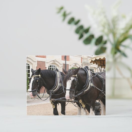 Zugpferde Postkarte (Stehend Vorderseite)