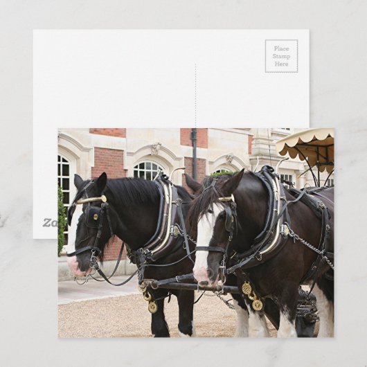 Zugpferde Postkarte (Vorne/Hinten)