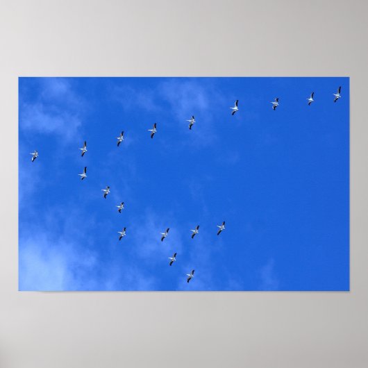 Zugvögel Poster (Vorne)