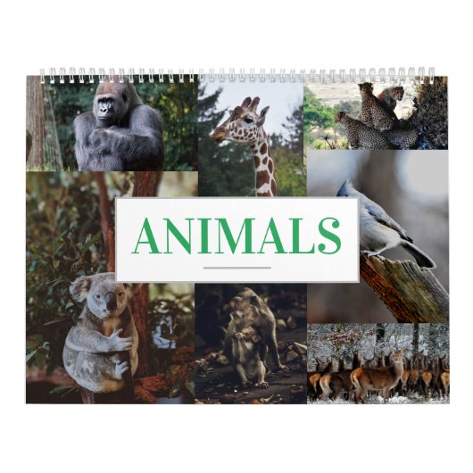 Zuhause/Bürokalender Tierkalender Kalender (Titelbild)