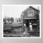 Zuhause Cats Fairbanks Alaska 1916 Poster (Vorne)