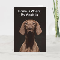 Zuhause ist, wo mein Vizsla ist